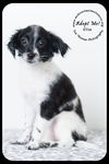 Elise -Puppy
