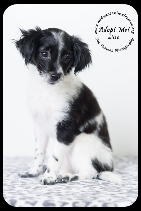 Elise -Puppy