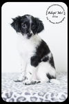 Elise -Puppy
