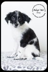 Elise -Puppy