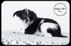 Elise -Puppy