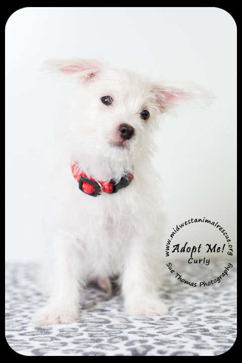Curly -Puppy