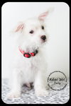 Curly -Puppy
