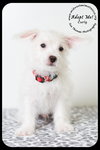 Curly -Puppy