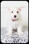 Curly -Puppy