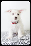 Curly -Puppy