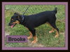 Brooke -Puppy