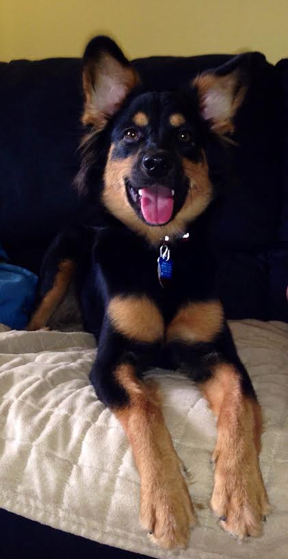 Brooke -Puppy