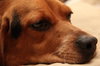 Annie