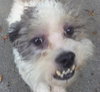 Chippy