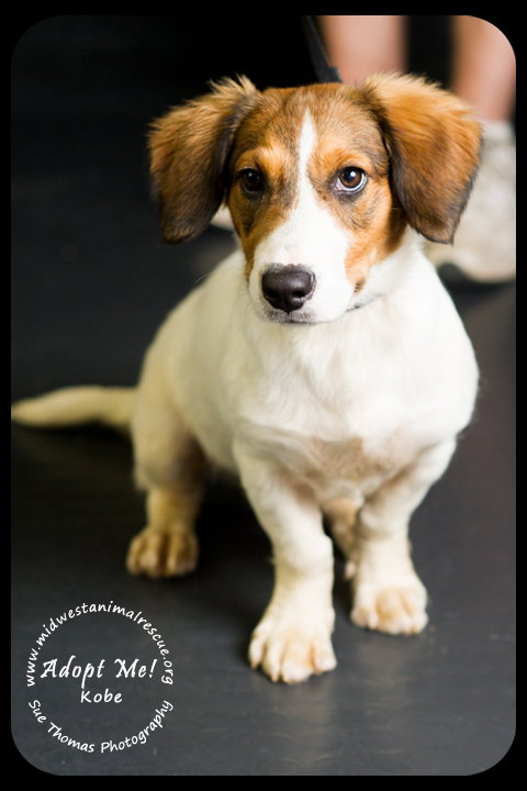 Kobe -Pup