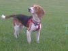 Frisby
