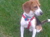 Frisby