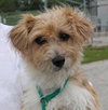 Pippin Puppy