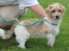 Pippin Puppy
