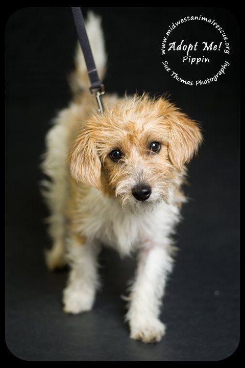 Pippin Puppy