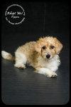 Pippin Puppy