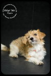 Pippin Puppy