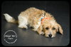 Pippin Puppy