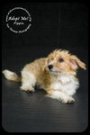 Pippin Puppy