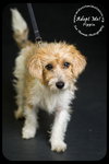Pippin Puppy