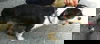 Flynn- URGENT! Foster needed!