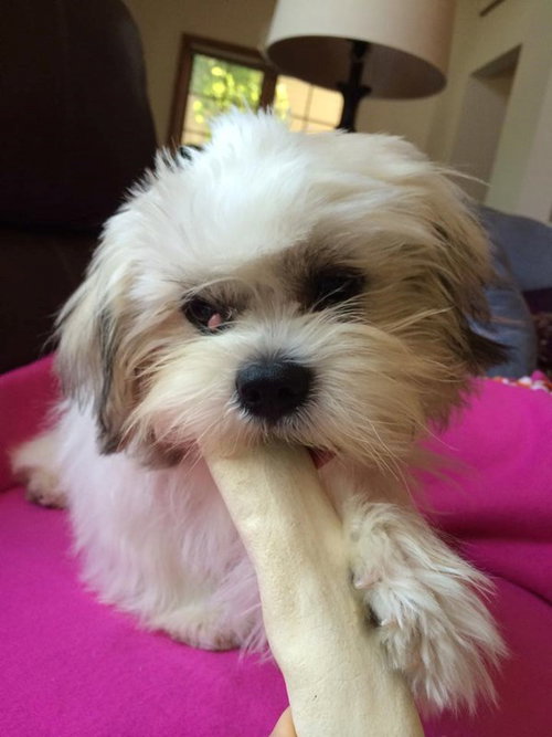 Hope Ann -Puppy