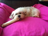 Hope Ann -Puppy
