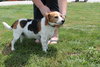 Roxie