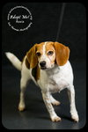 Roxie