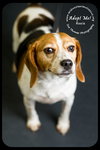 Roxie
