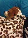 Roxie