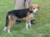 Shae -Pup