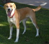 Sheena