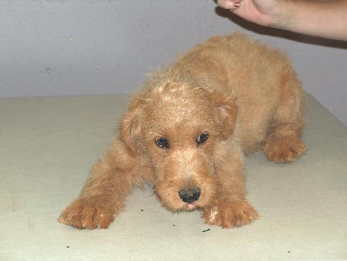Tucker