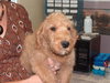 Tucker