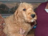 Tucker