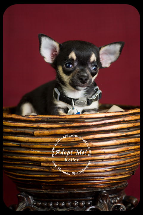 Keller -Puppy
