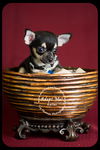 Keller -Puppy
