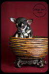Keller -Puppy