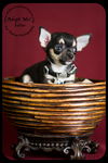 Keller -Puppy