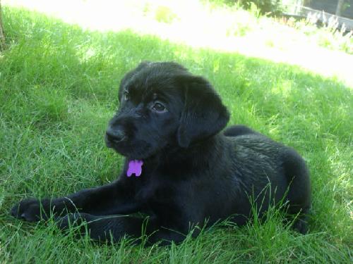 Trixie