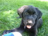 Trixie
