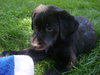 Trixie