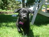 Trixie