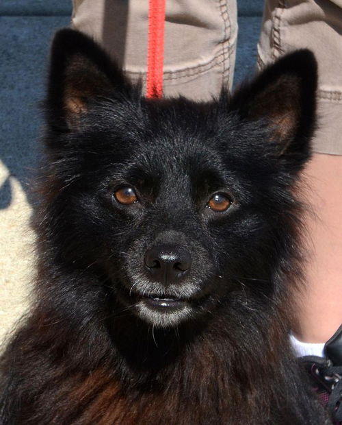 Zorro- Foster Needed 9/5