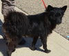Zorro- Foster Needed 9/5