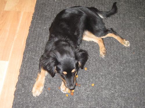Trina -Puppy