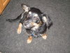 Trina -Puppy