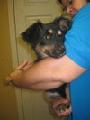 Trina -Puppy